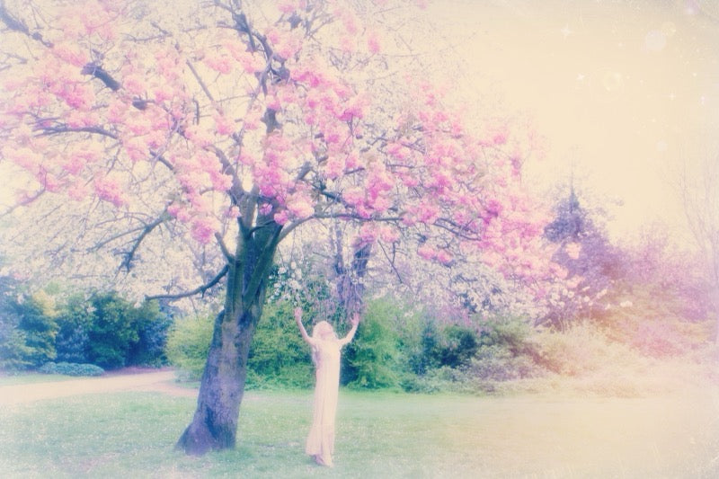 I Bloom Forth. Forever. — Hardcover Poetry Book by Alice Saga